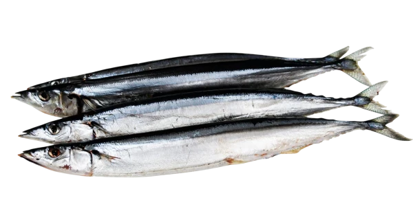 Сайра провісна